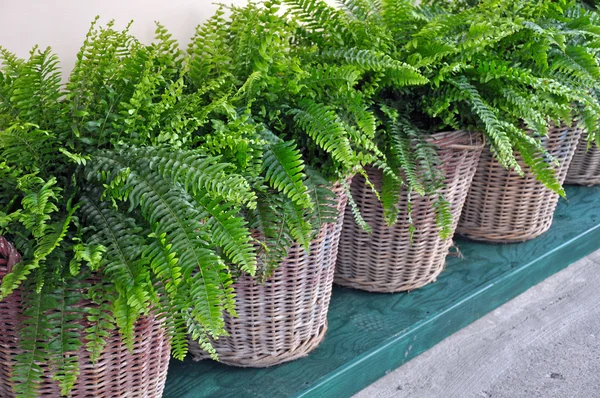 Baskets of fern plants — Stock Photo, Image