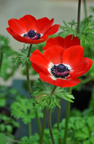Deux Belles Fleurs Pavot Rouge Blanc — Photo
