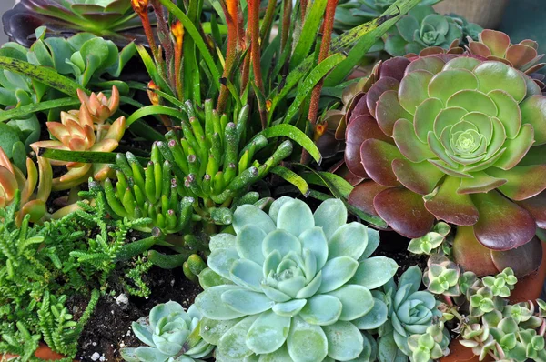 Assorted succulent plants — Stock Photo, Image