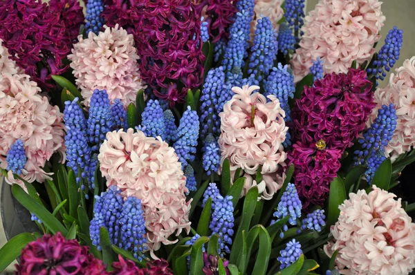 Pink and purple hyacinth garden — Stock Photo, Image