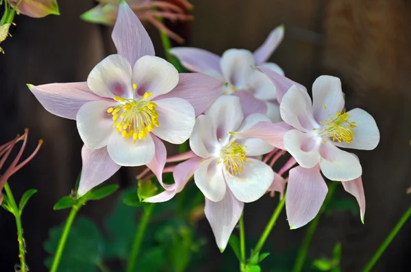 Rosa och vit Akleja blommor — Stockfoto