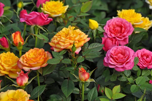 Orange, yellow and pink miniature roses — Stock Photo, Image