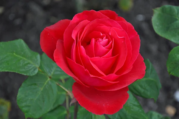 Einzelne rote Rose — Stockfoto