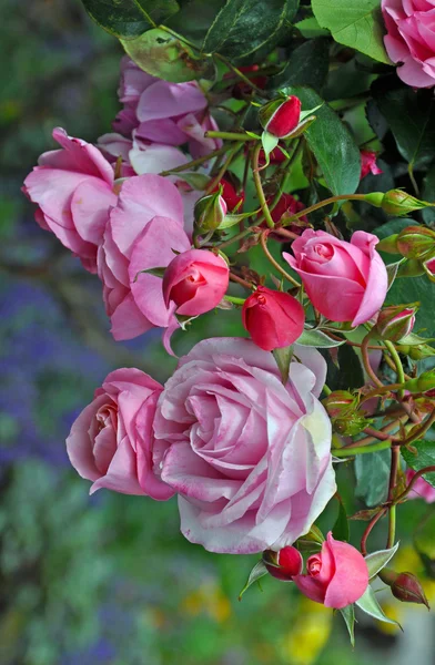 Róże różowy wiosna — Zdjęcie stockowe