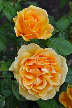 güzel portakal gülleri