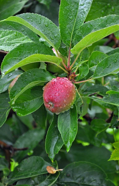 Pequeña manzana roja en la rama — Foto de Stock