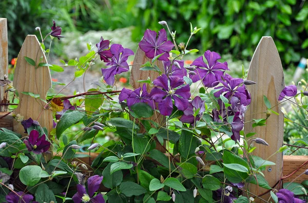 Wooden fence and clematis — Stock Photo, Image