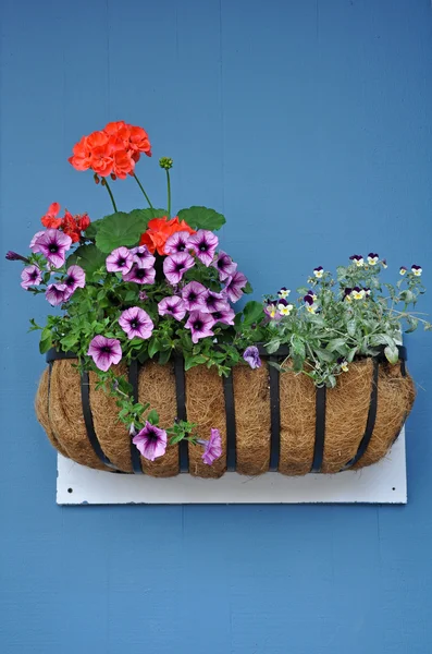 Flower basket on blue wall — Stock Photo, Image