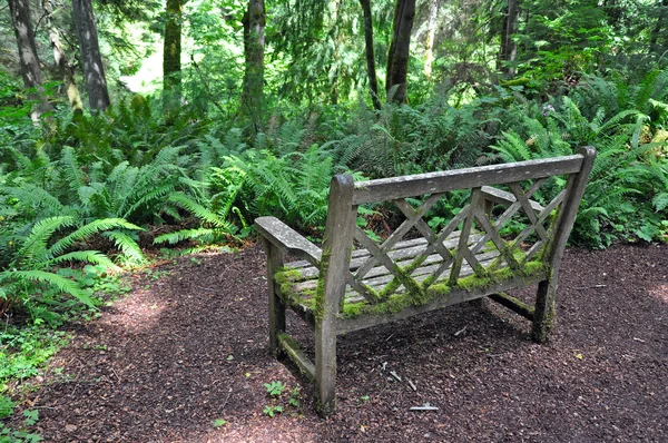 Gammal träbänk i skogen — Stockfoto