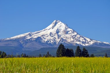 Mount Hood Oregon ABD