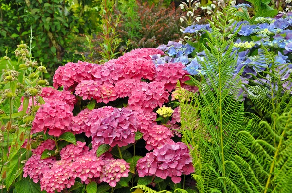 Blue and pink hydrangea flowers — Stock Photo, Image