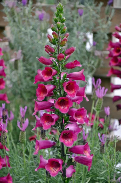 Pink foxglove flowers — Stock Photo, Image