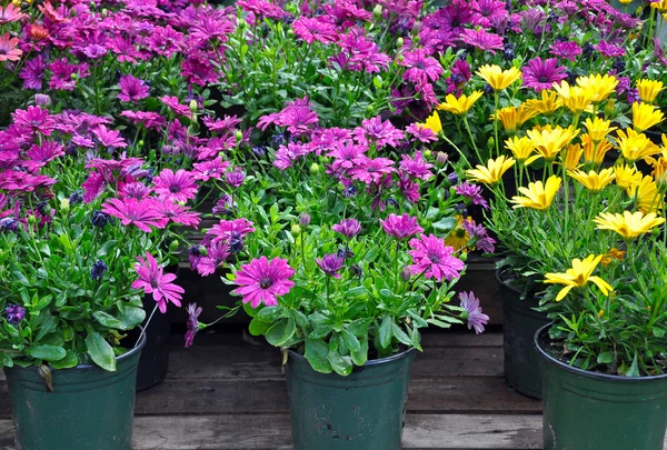 Marguerites violettes et jaunes — Photo