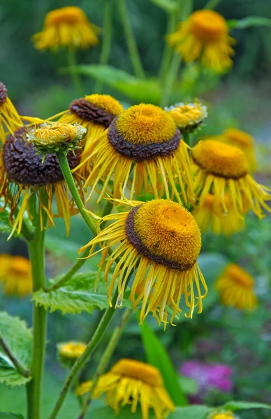 Fiori di echinacea giallo dorato — Foto Stock