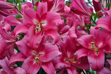 Pembe stargazer lilyum