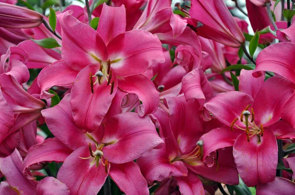 Pembe stargazer lilyum