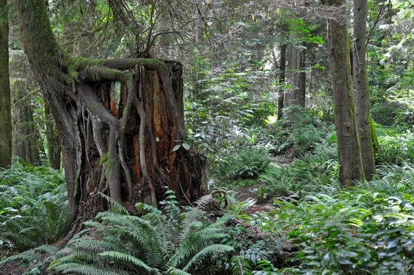 Gammal stubbe i skogen — Stockfoto