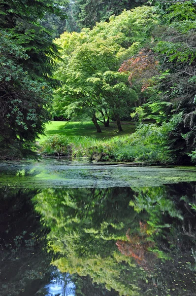 Пышный зеленый ботанический сад — стоковое фото