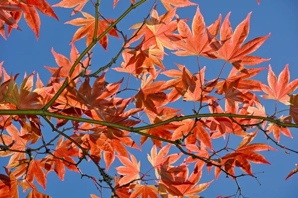 Japán juhar levelei ősszel — Stock Fotó