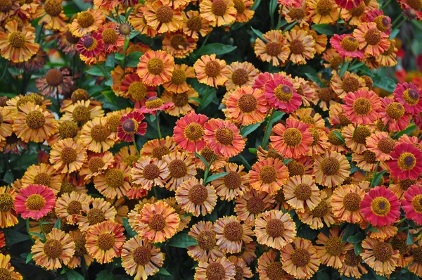 Fleurs d'hélium orange et rouge — Photo