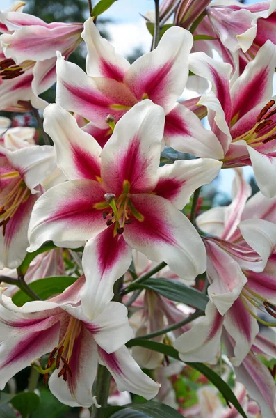 Hermosa Rosa Blanco Stargazer Lirio Fluye — Foto de Stock