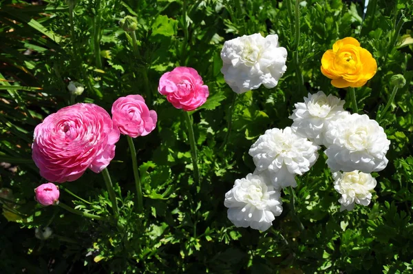 Piękny Różowy Biały Ranunculus Kwiaty — Zdjęcie stockowe