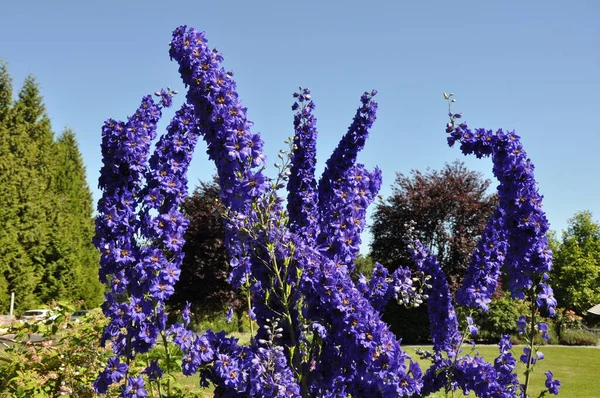 Purple Delphinium Garden Summer Blue Sky — Stock Photo, Image