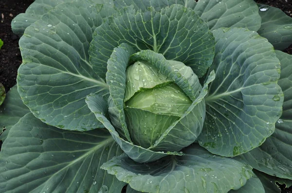 Fresh Head Cabbage Ready Picked — Stock Photo, Image