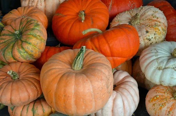 Assorted colorful pumpkins — Stock Photo, Image