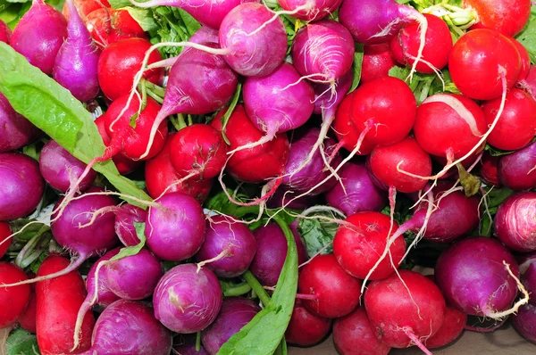 Red and purple radishes — Stock Photo, Image