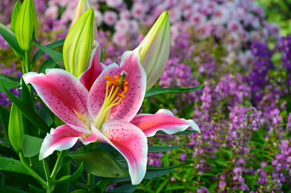 Pink stargazer lily — Stock Photo, Image