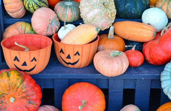 Colorful halloween pumpkins and gourds display — Stock Photo, Image