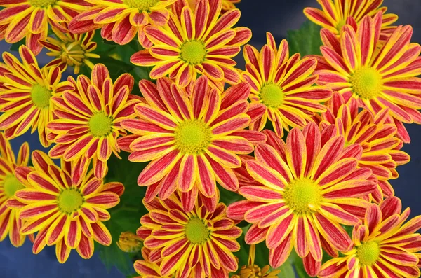 Red and yellow striped chrysanthemums — Stock Photo, Image