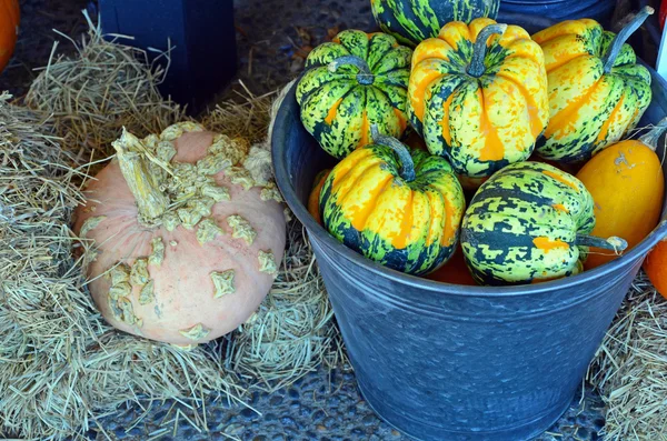 Bucket full of pumpkins — Stock Photo, Image