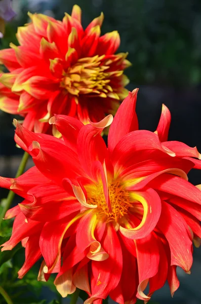 Twee oranje en gele dahlia bloemen — Stockfoto