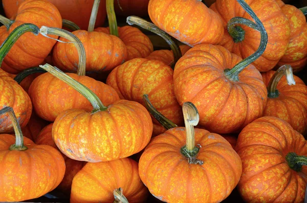 Cute little pumpkins at market — Stock Photo, Image