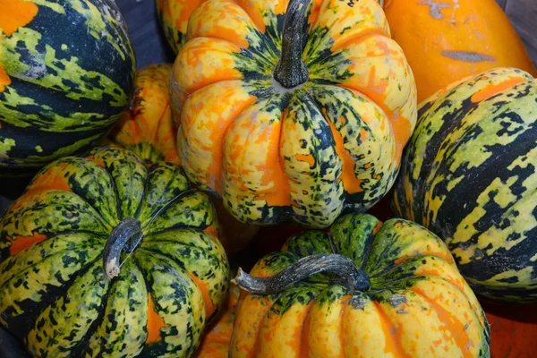 Green and orange autumn pumpkins — Stock Photo, Image