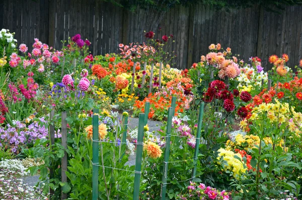 Colorful assorted dahlia garden — Stock Photo, Image