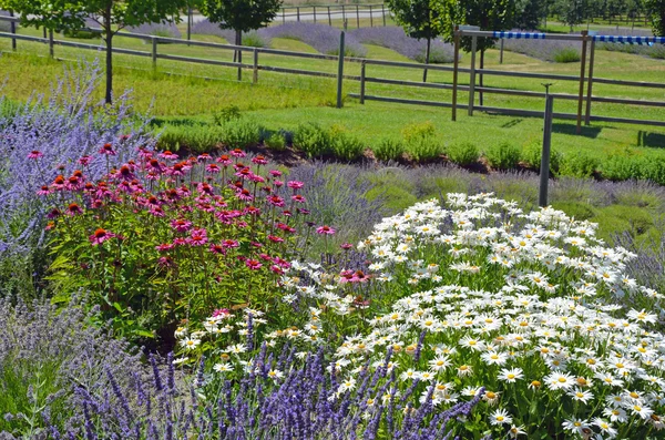 Field of lavender, echinacea and daisies — Stock Photo, Image