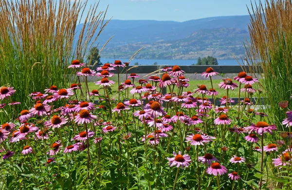 Beautiful pink echinacea garden — Stock Photo, Image