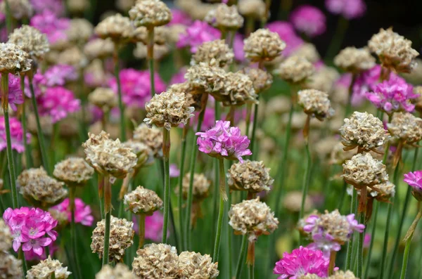 Rosa und braune Armeria-Blüten — Stockfoto