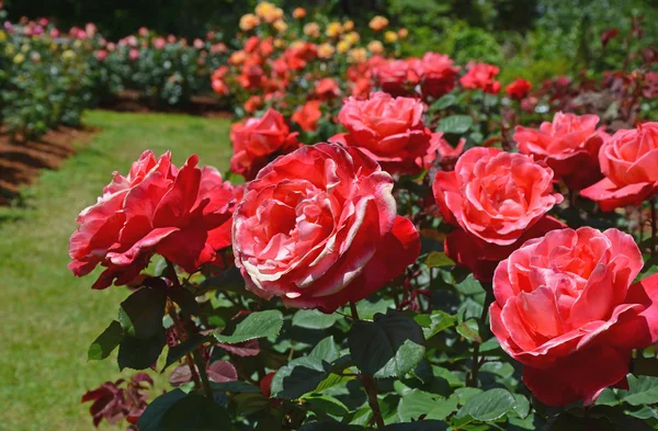 Mooie roze zomerse rozen — Stockfoto