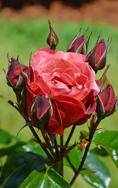 Tiefrosa Rose und Rosenknospen — Stockfoto