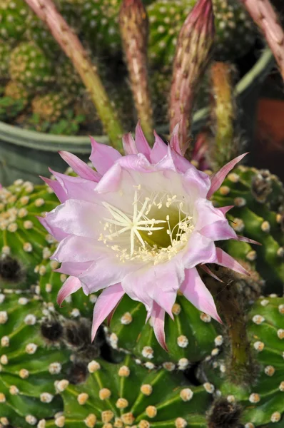 Grazioso fiore di cactus rosa — Foto Stock