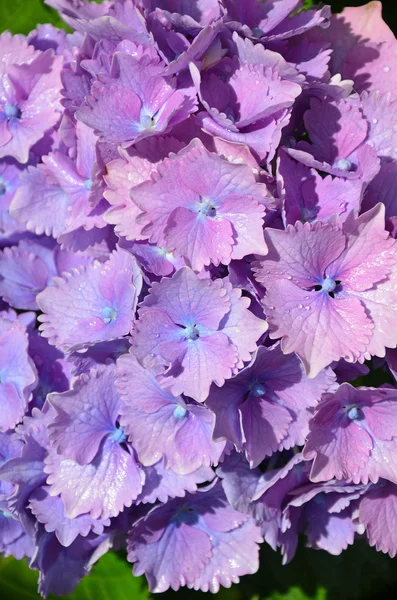 Purple hydrangea flowers Stock Photo