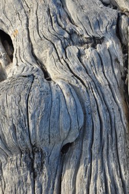 Eski yıpranmış dalgaların karaya attığı odun