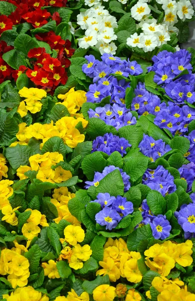 Colorful winter primroses — Stock Photo, Image