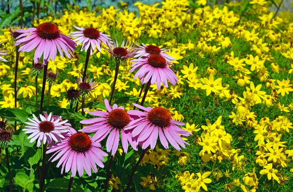 Fialový letní echinacea květiny — Stock fotografie