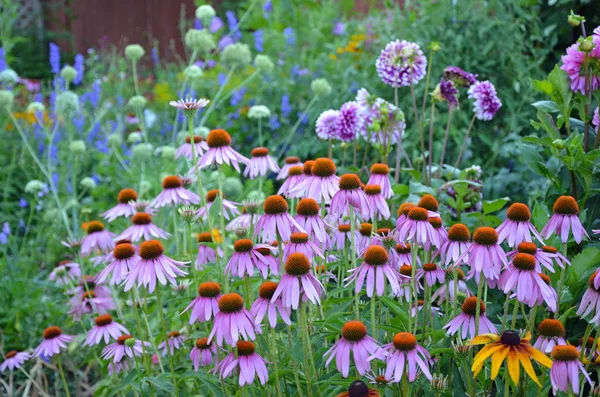 Fioletowy Dalia i echinacea ogród — Zdjęcie stockowe