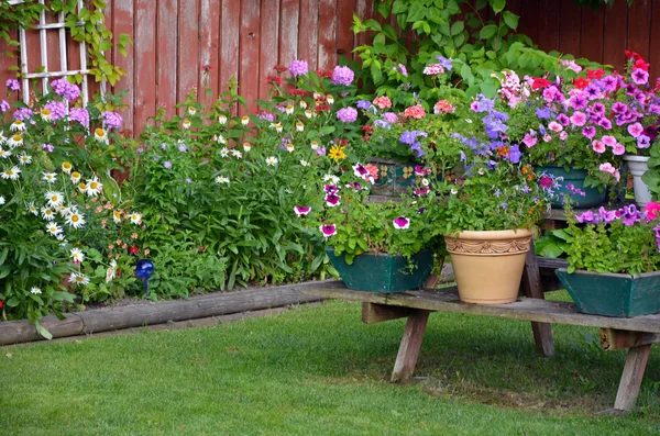 Färgglada sommarträdgård — Stockfoto